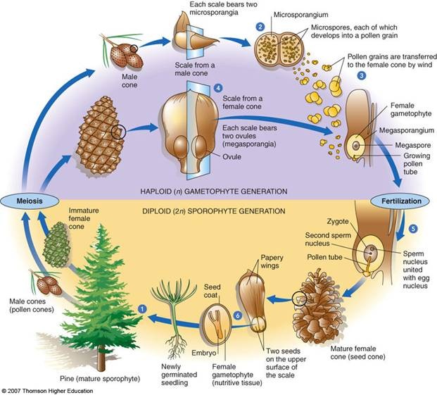 life cycle of gymnosperms